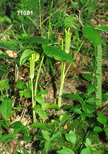 Jack-in-the-pulpit (Arisaema triphyllum)